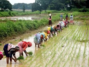 ମିଥ୍ୟା ତଥ୍ୟ ଦେଇଥିବା ଚାଷୀଙ୍କୁ କାରଣ ଦର୍ଶାଅ ନୋଟିସ୍ ଜାରି କରିଛନ୍ତି ରାଜ୍ୟ ସରକାର
