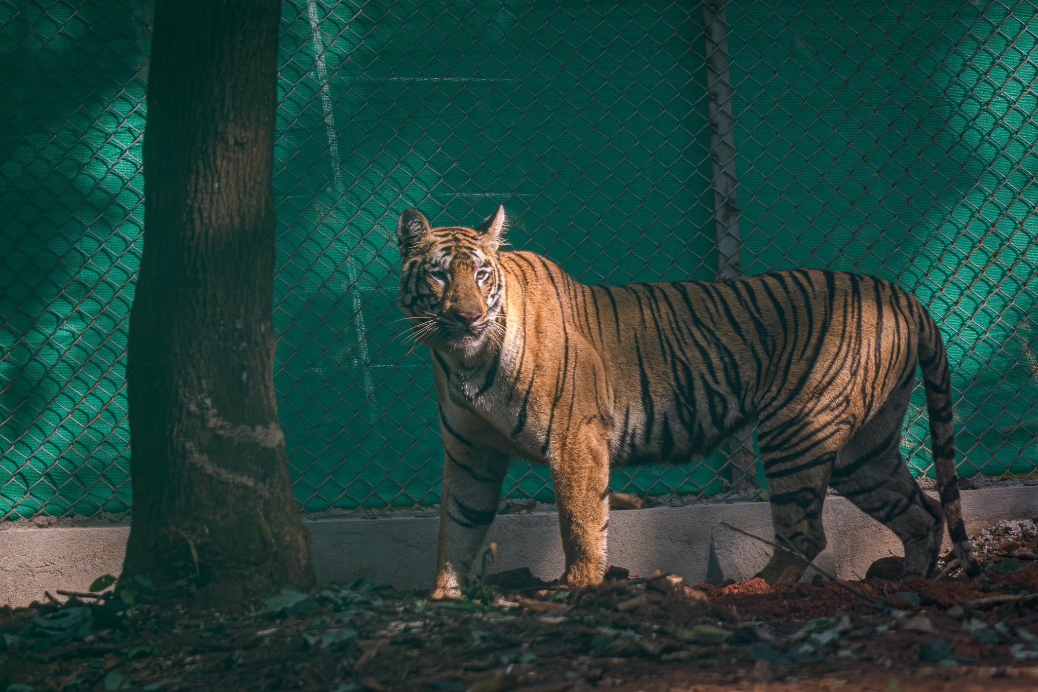 Tigress 'Zeenat' to return Similipal soon