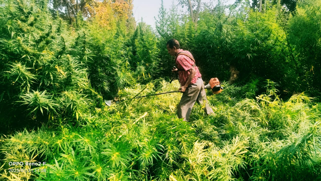 special-drive-against-ganja-cultivation