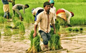 ଚାଷୀ ପଞ୍ଜୀକରଣରେ ଓଡ଼ିଶା କଲା ସର୍ବକାଳୀନ ରେକର୍ଡ