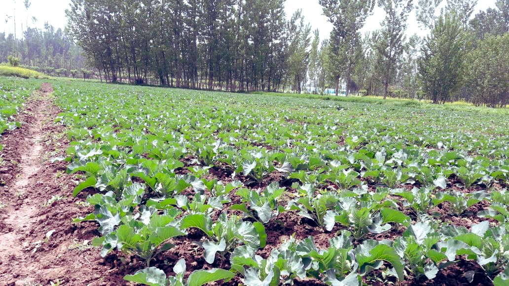 Is organic farming an option?