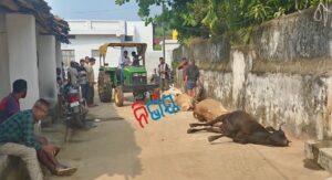 Nuapada By-Election: ନୂଆପଡ଼ାରେ ଗାଈ ମୃତ୍ୟୁକୁ ନେଇ ତାତିଲା ବିଜେଡି