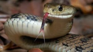 Snakebite Compensation: ସାପ କାମୁଡ଼ା ମୃତ୍ୟୁ ପାଇଁ ବଢିପାରେ କ୍ଷତିପୂରଣ ରାଶି; ୪ ଲକ୍ଷ ବଦଳରେ ମିଳିବ ୧୦ ଲକ୍ଷ ଟଙ୍କା 