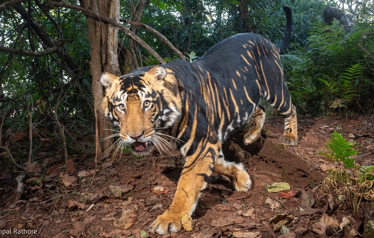 Odisha to start world’s first-ever black tiger safari