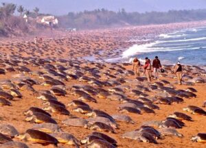 Olive Ridley Turtle: ଆଜିଠୁ ୭ ମାସ ନଦୀ ମୁହାଣ ଓ ସମୁଦ୍ରରେ ମାଛଧରା ନିଷେଧ