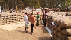 kharif Paddy: ଆସନ୍ତା ୨୦ ତାରିଖରୁ ଆରମ୍ଭ ହେବ ଖରିଫ ଧାନ କିଣା