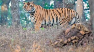 Tiger Census: କୁଳଡିହା ଅଭୟାରଣ୍ୟରେ ଆଜିଠୁ ବାଘ ଗଣନା ଆରମ୍ଭ