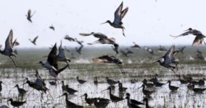 Bird Census: ଆସନ୍ତା ଜାନୁଆରୀ ୬ ତାରିଖରୁ ହେବ ପକ୍ଷୀ ଗଣନା