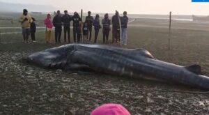 Shark Fish Caught: ଜାଲରେ ପଡ଼ିଲା ୩୦ ଫୁଟରୁ ଅଧିକ ଲମ୍ବର ସାର୍କ