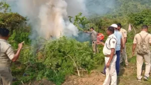 ଚଳିତ ବର୍ଷ ୧୮୧୧୧ ଏକରରୁ ଅଧିକ ଗଞ୍ଜେଇ ଚାଷ ନଷ୍ଟ କରିଛି ଓଡ଼ିଶା ପୁଲିସ