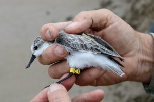 Bird Tagging In Odisha: ଚଳିତ ବର୍ଷ ପକ୍ଷୀଙ୍କ ଗୋଡ଼ରେ ଲାଗିବ ସାଟେଲାଇଟ୍‌ ଟ୍ରାନ୍ସମିଟର