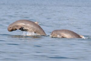 Chilika Dolphin Census: ଆସନ୍ତାକାଲିଠାରୁ ଚିଲିକାରେ ହେବ ଡଲଫିନ୍ ଗଣନା