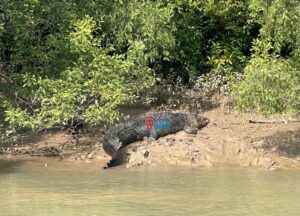 Crocodile Census: ଭିତରକନିକାରେ ବୃଦ୍ଧି ହେଲା କୁମ୍ଭୀରଙ୍କ ସଂଖ୍ୟା