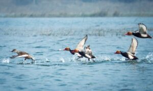 Bird Census In Hirakud: ଚଳିତ ବର୍ଷ ହୀରକୁଦକୁ ଆସିଛନ୍ତି ୪ ଲକ୍ଷ ପକ୍ଷୀ