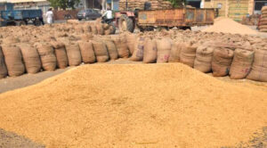 Paddy Procurement: ଆଜିଠୁ ସ୍ୱାଭାବିକ ହେଲା ଧାନ କିଣା