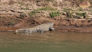 Bhitarkanika To Remain Closed For Crocodile Census: କାଲିଠାରୁ ୩ ଦିନ ପର୍ଯ୍ୟଟକଙ୍କ ପାଇଁ ବନ୍ଦ ରହିବ ଭିତରକନିକା