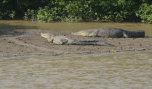 Crocodile Population Rises In Similipal: ଚଳିତ ବର୍ଷ ଶିମିଳିପାଳରେ ବଢିଛି କୁମ୍ଭୀରଙ୍କ ସଂଖ୍ୟା