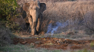 Elephant Deaths: ରାଜ୍ୟରେ ଦେଢ଼ ବର୍ଷରେ ମଲେଣି ୧୧୪ ହାତୀ: ଗଣେଶ ରାମ ସିଂ ଖୁଣ୍ଟିଆ