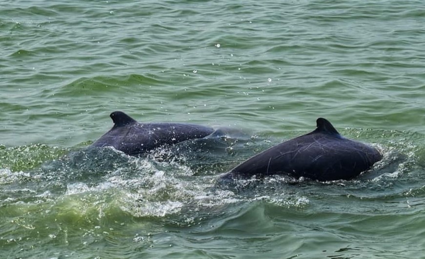 dolphins-spotted-off-puri-coast