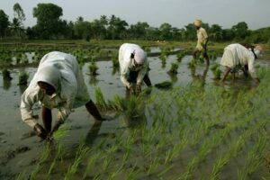 Input Subsidy Scheme: ଆଉ ମିଳିବନି ଇନ୍‌ପୁଟ୍ ସବ୍‌ସିଡି