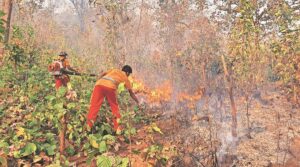 Summer Forest Fires In Odisha: ଗ୍ରୀଷ୍ମ ପୂର୍ବରୁ ଜଙ୍ଗଲ ନିଆଁ ରୋକିବାକୁ ପ୍ରାକ୍‌ ପ୍ରସ୍ତୁତି; ଟୋଲ୍ ଫ୍ରି ନମ୍ବର ଜାରି କଲା ବନ ବିଭାଗ