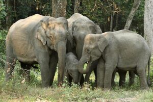 People Killed In Elephant Attacks: ଗତ ୩ ବର୍ଷରେ ହାତୀ ଆକ୍ରମଣରେ ଯାଇଛି ୪୪୩ ଜଣଙ୍କ ଜୀବନ: ଗଣେଶ ରାମ ସିଂ ଖୁଣ୍ଟିଆ