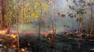 Odisha Forest Fire: ୨ ବର୍ଷରେ ଜଳିଗଲାଣି ୮ ହଜାର ହେକ୍ଟର ଜଙ୍ଗଲ: ପ୍ରସାନ୍ତ ବେହେରା
