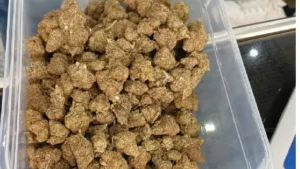 Marijuana Seized At BBSR Airport: ଭୁବନେଶ୍ୱର ବିମାନବନ୍ଦରରୁ ଠାବ ହେଲା ୬କେଜି ହାଇଡ୍ରୋପୋନିକ୍ ଗଞ୍ଜେଇ