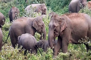 Elephants Died In Odisha: ରାଜ୍ୟରେ ବିଗତ ୨୦ ମାସ ମଧ୍ୟରେ ମରିଛନ୍ତି ୧୫୪ ହାତୀ: ଗଣେଶ ରାମ ସିଂ ଖୁଣ୍ଟିଆ
