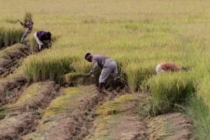 Odisha Govt Kharif Loan To Farmers: ଖରିଫ୍ ଋତୁ ପାଇଁ ଚାଷୀଙ୍କୁ ମିଳିବ ୧୧,୫୦୦ କୋଟି ଟଙ୍କାର ଋଣ