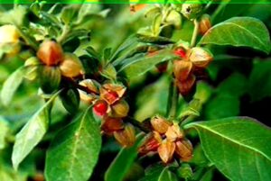 FSSAI Bans Ashwagandha Leaves: ଖାଦ୍ୟରେ ବ୍ୟବହାର ହେବ ନାହିଁ ଅଶ୍ବଗନ୍ଧା ପତ୍ର; କଟକଣା ଜାରି କଲା ଏଫ୍ଏସ୍ଏସ୍ଏଆଇ