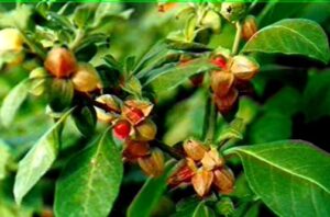 FSSAI Bans Ashwagandha Leaves: ଖାଦ୍ୟରେ ବ୍ୟବହାର ହେବ ନାହିଁ ଅଶ୍ବଗନ୍ଧା ପତ୍ର; କଟକଣା ଜାରି କଲା ଏଫ୍ଏସ୍ଏସ୍ଏଆଇ