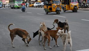 Stray Dog Case: ସାର୍ବଜନୀନ ସ୍ଥାନରୁ ହଟିବେ ବୁଲା କୁକୁର; ନିର୍ଦ୍ଦେଶ ଦେଲେ ସୁପ୍ରିମକୋର୍ଟ