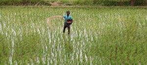 Paradip IFFCO Plant Shutdown: ଇଫକୋରେ ସାର ଉତ୍ପାଦନ ବାଧାପ୍ରାପ୍ତ; ଚାଷୀଙ୍କୁ ମିଳିବନି ସାର !
