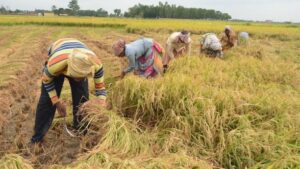 MSP Hike for Kharif Crops: ଧାନର MSP କ୍ବିଣ୍ଟାଲ ପିଛା ୭୨ଟଙ୍କା ବୃଦ୍ଧି