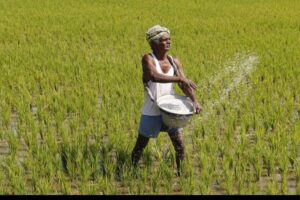 Interest Subvention Scheme in Odisha: ସାର ପାଇଁ ୪୨ କୋଟିର ସୁଧ ରିହାତି ଯୋଜନା ମଞ୍ଜୁର କଲେ ରାଜ୍ୟ ସରକାର