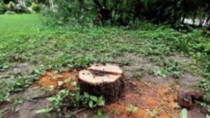 Sandalwood Tree Cut Down From Jayadeva Bhavan: ଜୟଦେବ ଭବନ ପରିସରରୁ ଚନ୍ଦନ ଗଛ କାଟିନେଲେ ଦୁର୍ବୃତ୍ତ