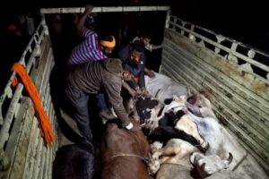 Cattle Mafia Case: ଗୋ ମାଫିଆକୁ ସହଯୋଗ ଅଭିଯୋଗରେ ୨ ପୋଲିସ ନିଲମ୍ବିତ
