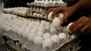 Egg Price Rise: ୯ ଟଙ୍କାରେ ପହଞ୍ଚିଛି ଅଣ୍ଡାର ଦର: ମତ୍ସ୍ୟ ଓ ପ୍ରାଣିସମ୍ପଦ ବିକାଶ ମନ୍ତ୍ରୀ