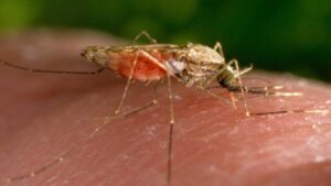 Malaria Scare Returns In Rayagada: ରାୟଗଡ଼ାରେ ମ୍ୟାଲେରିଆ ଆତଙ୍କ; ଜଣେ ଛାତ୍ର ମୃତ; ୧୧ ମେଡିକାଲରେ ଭର୍ତ୍ତି