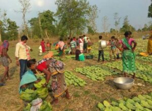 Kendu Leaf Pluckers Bonus: କେନ୍ଦୁପତ୍ର ମୂଲ୍ୟରେ କେରି ପିଛା ୧୦ ପଇସା ଓ ଫାଳ ପିଛା ୨୦ ପଇସା ବୃଦ୍ଧି କଲେ ରାଜ୍ୟ ସରକାର