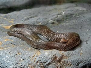 Snakebite Deaths Rise in Odisha: ରାଜ୍ୟରେ ବଢ଼ୁଛି ସର୍ପାଘାତ ଆତଙ୍କ; ଗୋଟିଏ ଦିନରେ ନେଲା ୬ ଜୀବନ