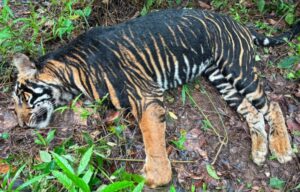 5-Year-Old Tigress Dies in Similipal: ଶିମିଳିପାଳରେ ୫ ବର୍ଷୀୟା ବାଘୁଣୀର ମୃତ୍ୟୁ, କାରଣ ଅସ୍ପଷ୍ଟ