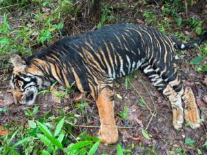5-Year-Old Tigress Dies in Similipal: ଶିମିଳିପାଳରେ ୫ ବର୍ଷୀୟା ବାଘୁଣୀର ମୃତ୍ୟୁ, କାରଣ ଅସ୍ପଷ୍ଟ