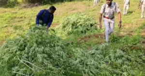 Cannabis Farming on Govt Land in Odisha: ସରକାରୀ ଜମିରେ ଗଞ୍ଜେଇ ଚାଷ କଲେ କଠୋର କାର୍ଯ୍ୟାନୁଷ୍ଠାନ: ୬ ଜିଲ୍ଲାର ଜିଲ୍ଲାପାଳଙ୍କୁ ରାଜସ୍ୱ ସଚିବଙ୍କ ଚିଠି