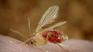 Chandipura Virus in Gujarat: ଗୁଜରାଟରେ ବିପଜ୍ଜନକ ଚାନ୍ଦିପୁରା ଭାଇରସ୍‌; ୨୨ ପିଲା ମୃତ 