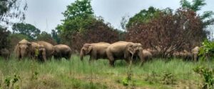 256 Elephant Deaths in Odisha in 3 years: ରାଜ୍ୟରେ ୩ ବର୍ଷରେ ମରିଛନ୍ତି ୨୫୬ ହାତୀ: ଗଣେଶ ରାମ ସିଂ ଖୁଣ୍ଟିଆ