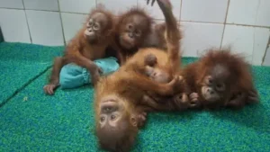 Orangutan Smuggling Case: ଓରାଙ୍ଗଉଟାନ ତସ୍କରୀ ଲିଙ୍କ: ବାଲେଶ୍ୱର ଦୀଘାରେ STF ର ଛାନ୍‌ଭିନ୍