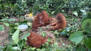 Five Orangutans Found in Baleshwar: ଭୋଗରାଇରେ ବିରଳ ପ୍ରଜାତିର ୫ଟି ଓରାଙ୍ଗଉଟାନ ଉଦ୍ଧାର