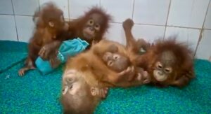 Orangutans shifted to Nandankanan Zoo: ନନ୍ଦନକାନନ ପ୍ରାଣୀ ଉଦ୍ୟାନରେ ୫ ଓରାଙ୍ଗଉଟାନ